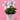 Platycodon grandiflorus 'Fuji Pink'