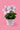 Platycodon grandiflorus 'Fuji Pink'