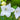 Platycodon grandiflorus 'Fuji White'
