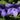 Platycodon grandiflorus 'Mariesii'