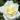 Rose Polar Star | Hybrid Tea Rose | 4L Potted Rose (PRE ORDER DECEMBER '25)