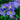 Polemonium 'Bressingham Purple'