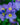 Polemonium 'Bressingham Purple'