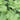 Polygonatum commutatum (giganteum)