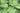 Polygonatum commutatum (giganteum)