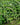 Polygonatum multiflorum