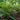 Polystichum Polyblepharum