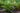 Polystichum Polyblepharum