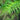 Polystichum Polyblepharum