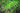 Polystichum Polyblepharum