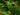 Polystichum Polyblepharum