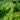 Polystichum Polyblepharum