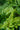 Polystichum Polyblepharum