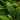 Polystichum polyblepharum - 2026