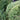 Polystichum setiferum 'Plumosum' - 2026