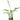 Hosta Sugar Daddy - Marginal Pond Plants - BPS201