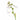 Hosta Sugar Daddy - Marginal Pond Plants - BPS201
