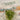 PondPlantsUK Tank Grown Duckweed - 3 Types - Greater Duckweed - Duckweed - Star Duckweed
