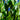Pontederia cordata lanceolata (Giant) - Marginal Pond Plants - MP095