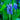 Pontederia cordata (Pickerel weed) - Marginal Pond Plants - MP092