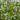 Pontederia cordata ‘Pink’ - Marginal Pond Plants - MP094