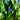 Pontederia Cordata 'Giant' - Packs