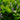 Pontederia Cordata - Packs