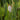 Pontederia cordata 'Alba' (White pickerel weed) - Marginal Pond Plants - MP093