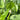 Pontederia cordata 'Alba' (White pickerel weed) - Marginal Pond Plants - MP093