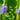 Pontederia cordata 'Auzea' - Marginal Pond Plants - MP092A