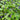 Pontederia cordata 'Auzea' - Marginal Pond Plants - MP092A
