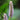 Pontederia cordata 'Pink' - Marginal Pond Plants - MP094