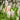 Pontederia cordata 'Pink' - Marginal Pond Plants - MP094