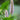 Pontederia cordata 'Pink' - Marginal Pond Plants - MP094