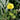 Potentilla hippiana (Colorado silvery cinquefoil) - Marginal Pond Plants - MP096A