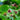 Potentilla palustris (Marsh cinquefoil) - Marginal Pond Plants - MP096