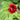Potentilla 'Volcan' - 2026