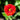 Potentilla 'William Rollisson' - 2026
