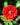 Potentilla 'William Rollisson'