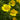 Potentilla aurea - 2026