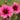 Potentilla nepalensis 'Miss Willmott' - 2026