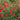 Potentilla nepalensis 'Ron Mc. Beath' - 2026
