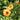 Potentilla tonguei - 2026