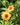 Potentilla tonguei