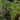 Preslia cervina (Mentha cervina) - Marginal Pond Plants - MP097
