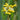 Primula florindae - BP097 Packs