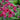 Primula Japonica - BP098 Packs