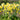 Primula Elatior Oxlip - BP096 Packs