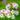 Primula Japonica Apple Blossom - Marginal Pond Plants - BP098B
