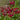 Primula Japonica Millers Crimson - Marginal Pond Plants - BP098A